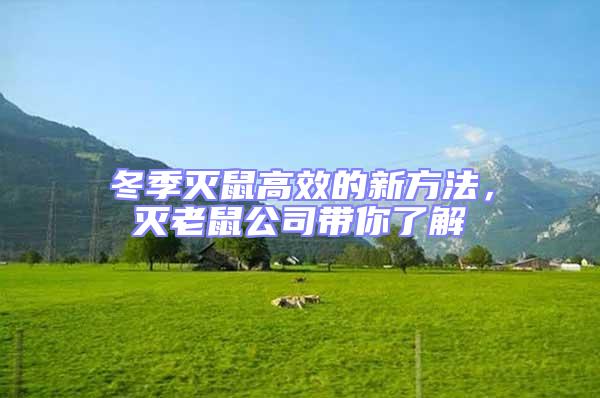 冬季滅鼠高效的新方法，滅老鼠公司帶你了解