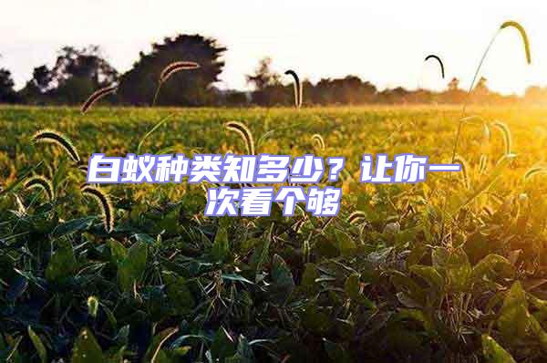 白蟻種類知多少？讓你一次看個夠