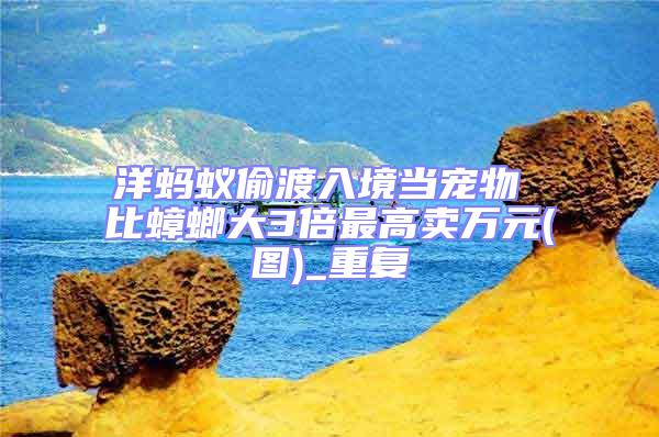 洋螞蟻偷渡入境當寵物 比蟑螂大3倍最高賣萬元(圖)_重復(fù)