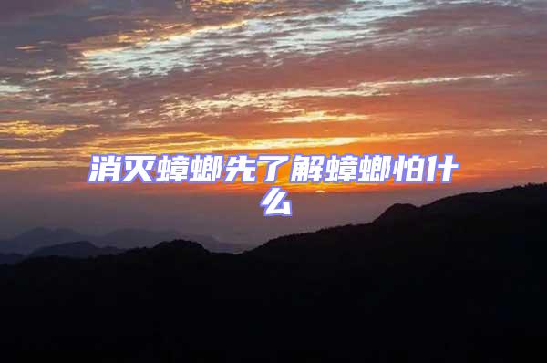 消滅蟑螂先了解蟑螂怕什么
