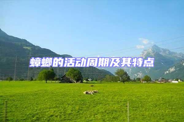 蟑螂的活動周期及其特點(diǎn)