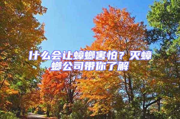 什么會(huì)讓蟑螂害怕？滅蟑螂公司帶你了解