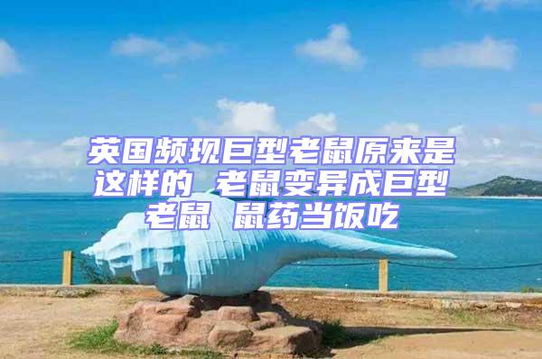 英國頻現巨型老鼠原來是這樣的 老鼠變異成巨型老鼠 鼠藥當飯吃