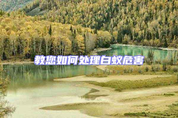 教您如何處理白蟻危害