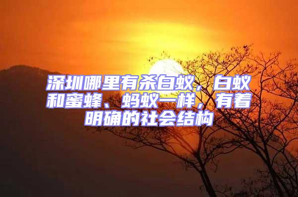 深圳哪里有殺白蟻，白蟻和蜜蜂、螞蟻一樣，有著明確的社會結(jié)構(gòu)