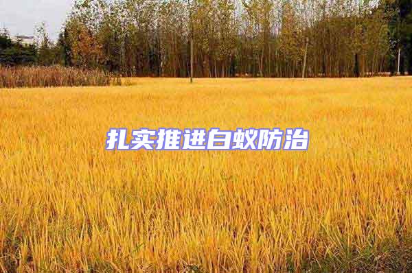 扎實推進白蟻防治