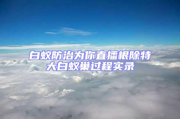 白蟻防治為你直播根除特大白蟻巢過程實錄