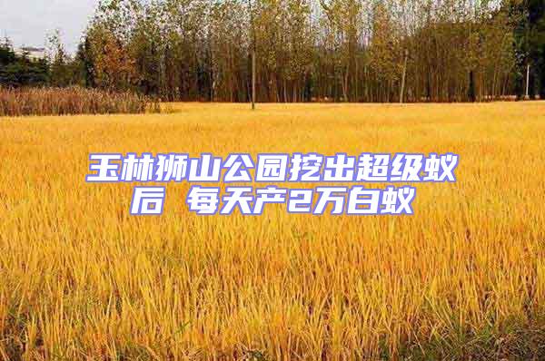 玉林獅山公園挖出超級蟻后 每天產2萬白蟻