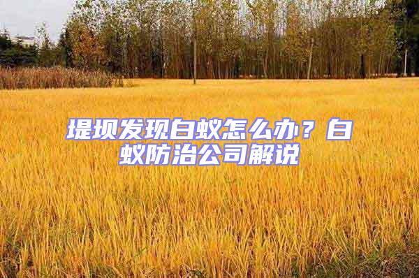堤壩發現白蟻怎么辦？白蟻防治公司解說