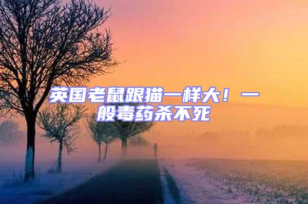 英國老鼠跟貓一樣大！一般毒藥殺不死