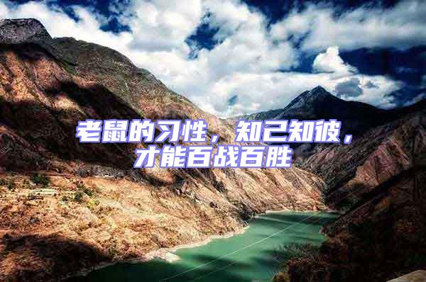 老鼠的習性，知己知彼，才能百戰百勝