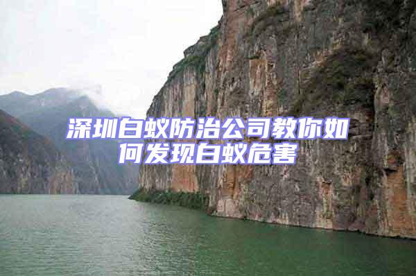 深圳白蟻防治公司教你如何發現白蟻危害