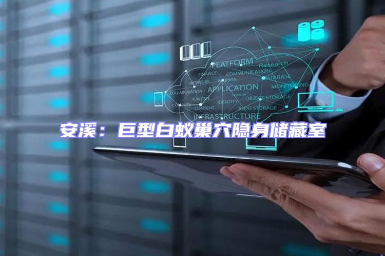 安溪：巨型白蟻巢穴隱身儲藏室