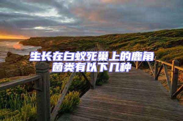 生長在白蟻死巢上的鹿角菌類有以下幾種