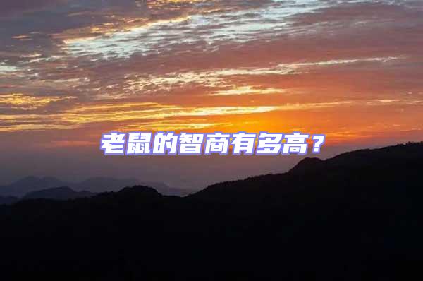 老鼠的智商有多高？