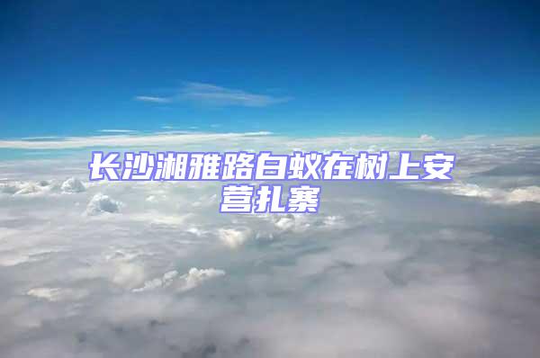 長沙湘雅路白蟻在樹上安營扎寨