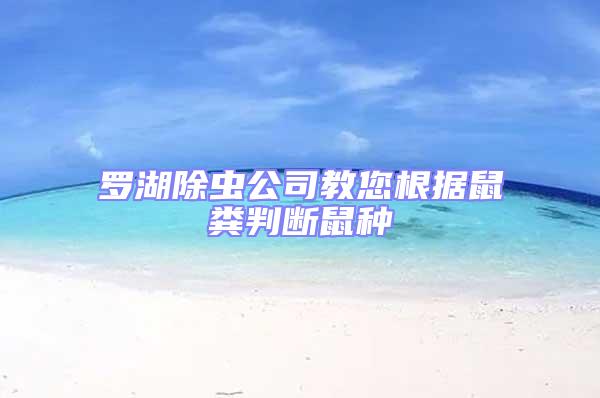 羅湖除蟲公司教您根據鼠糞判斷鼠種