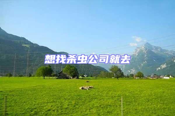 想找殺蟲公司就去