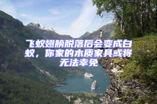 飛蟻翅膀脫落后會變成白蟻，你家的木質家具或將無法幸免