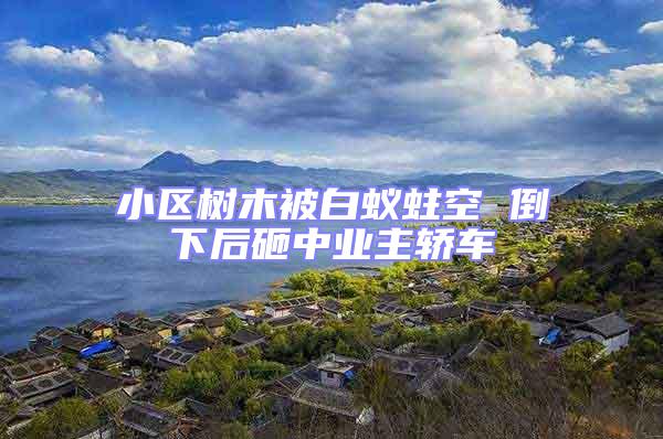 小區(qū)樹木被白蟻蛀空 倒下后砸中業(yè)主轎車
