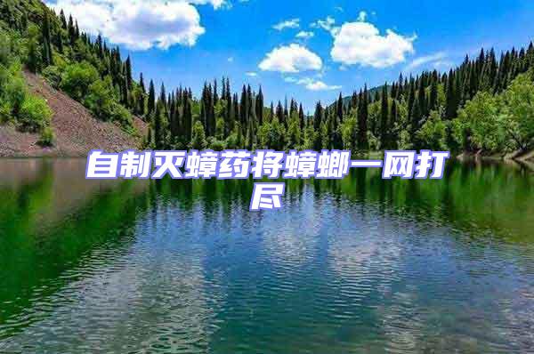 自制滅蟑藥將蟑螂一網打盡