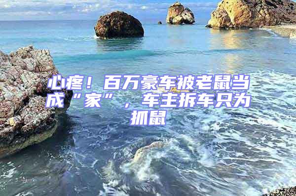 心疼！百萬豪車被老鼠當成“家”，車主拆車只為抓鼠