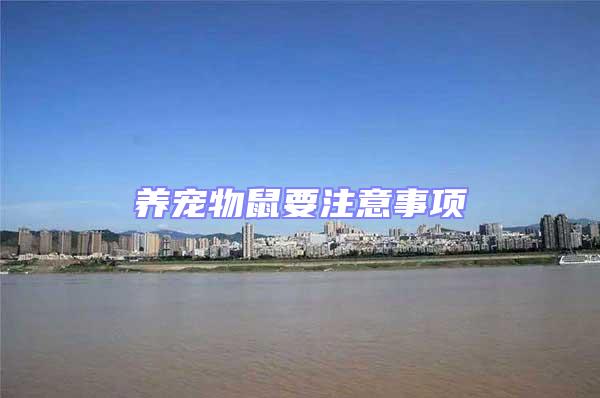 養寵物鼠要注意事項