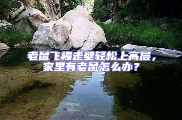 老鼠飛檐走壁輕松上高層，家里有老鼠怎么辦？