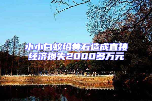 小小白蟻給黃石造成直接經濟損失2000多萬元
