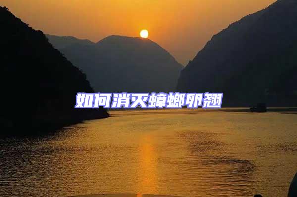 如何消滅蟑螂卵翹
