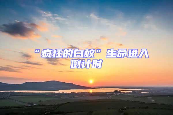 “瘋狂的白蟻”生命進入倒計時