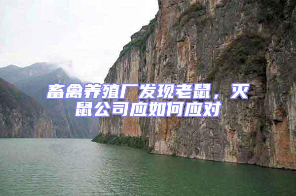 畜禽養(yǎng)殖廠發(fā)現(xiàn)老鼠，滅鼠公司應(yīng)如何應(yīng)對(duì)