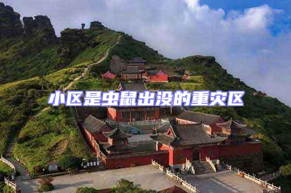 小區是蟲鼠出沒的重災區