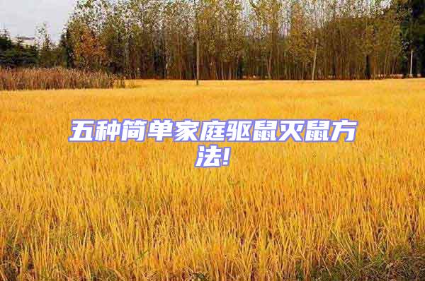 五種簡單家庭驅鼠滅鼠方法!