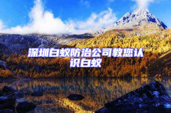 深圳白蟻防治公司教您認(rèn)識白蟻