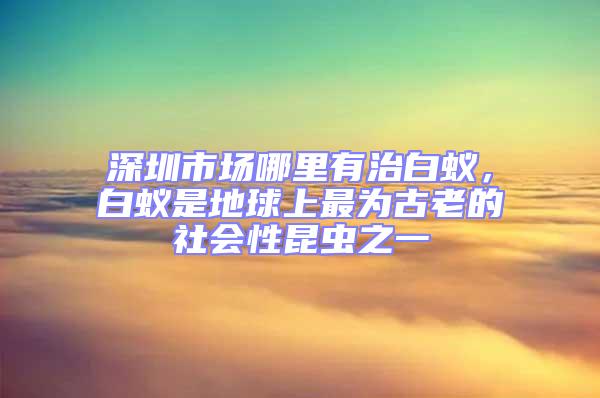 深圳市場哪里有治白蟻，白蟻是地球上最為古老的社會性昆蟲之一