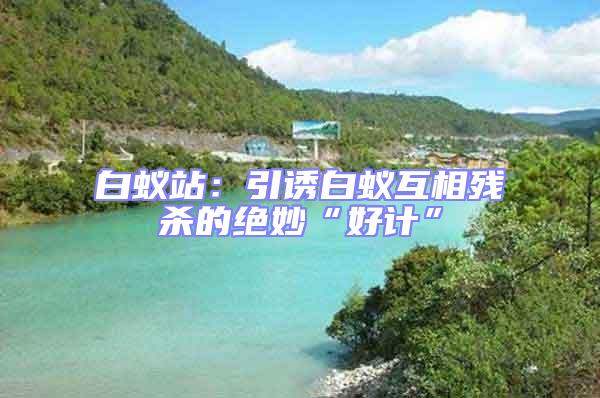 白蟻站：引誘白蟻互相殘殺的絕妙“好計”