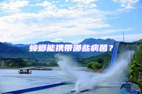 蟑螂能攜帶哪些病菌？