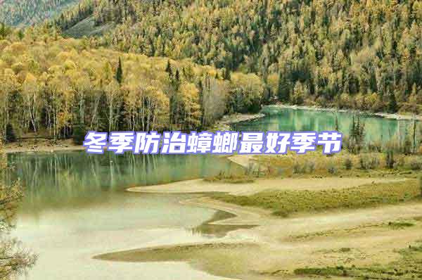 冬季防治蟑螂最好季節