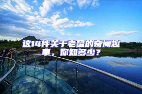 這14件關于老鼠的奇聞趣事，你知多少？