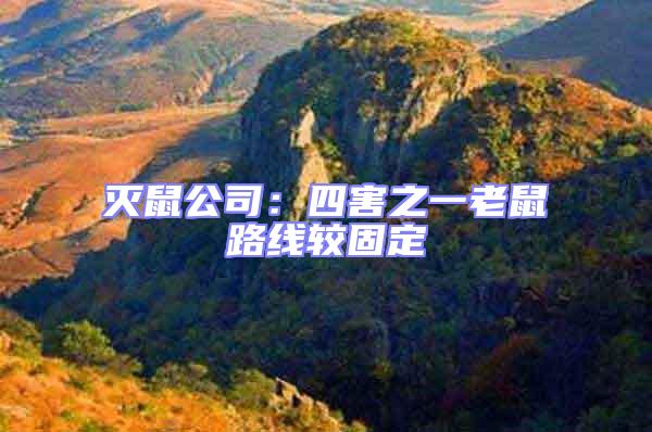 滅鼠公司：四害之一老鼠路線較固定