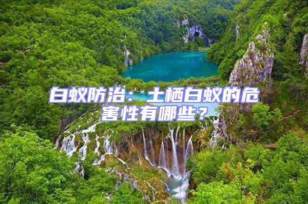白蟻防治：土棲白蟻的危害性有哪些？