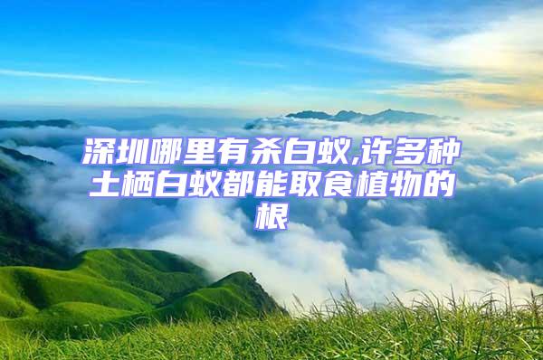 深圳哪里有殺白蟻,許多種土棲白蟻都能取食植物的根