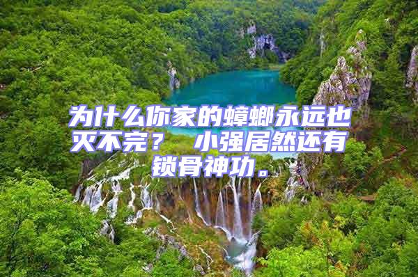 為什么你家的蟑螂永遠也滅不完？ 小強居然還有鎖骨神功。