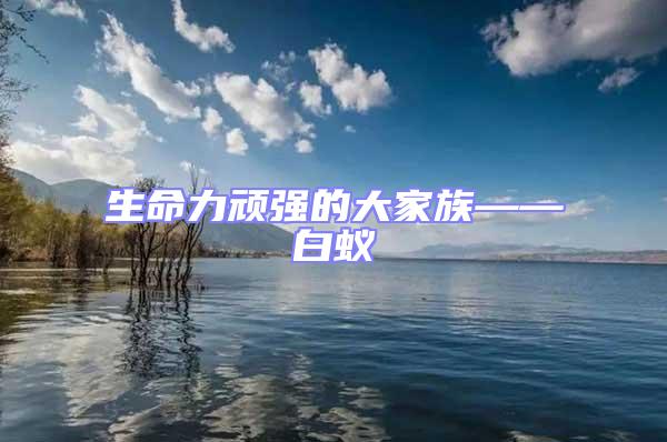 生命力頑強的大家族——白蟻