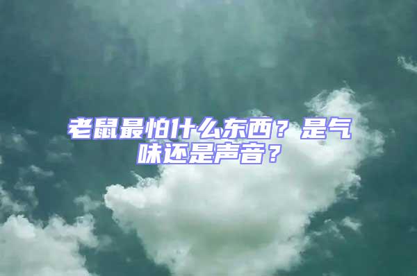 老鼠最怕什么東西？是氣味還是聲音？