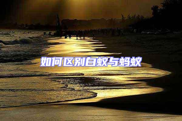 如何區別白蟻與螞蟻