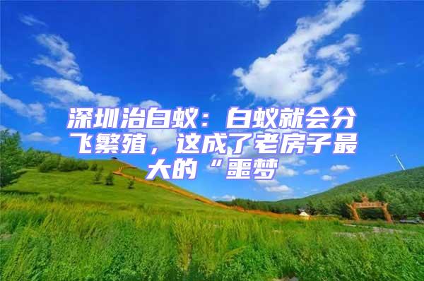 深圳治白蟻：白蟻就會分飛繁殖，這成了老房子最大的“噩夢