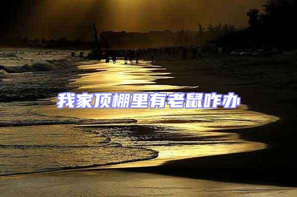 我家頂棚里有老鼠咋辦