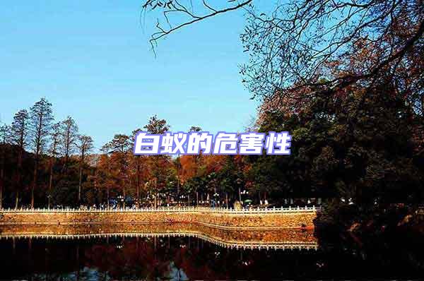 白蟻的危害性